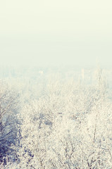 Winter urban frosty landscape - snow covered trees on foggy background