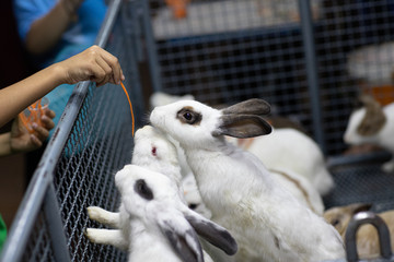 Cute rabbit on the farm. Little white rabbits