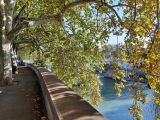 Roma - Platani sul Lungotevere dei Sangallo