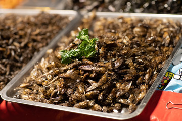 Assorted fried insects Street food of Thailand.