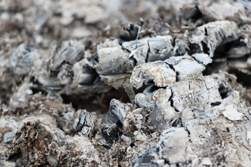 gray ashes from the fire close up