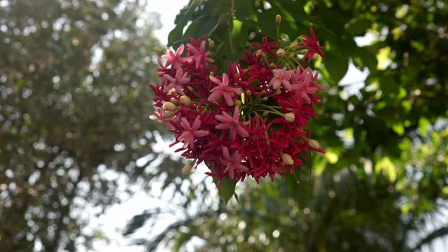 beautiful blossom Rangoon creeper flower in the park.