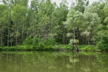 Fototapeta na wymiar small pond in the summer forest