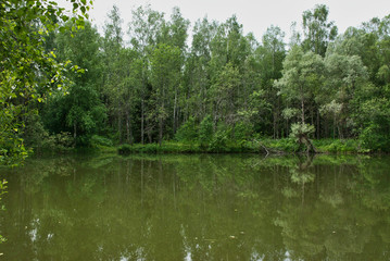 small pond in the summer forest