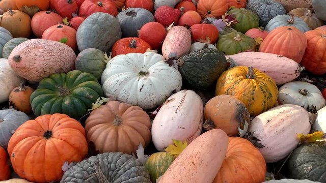 pumpkins of different colors and sizes laid out