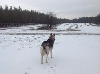 Wolf in the winter forest / Wolf in the wild (Back view). Winter landscape. 