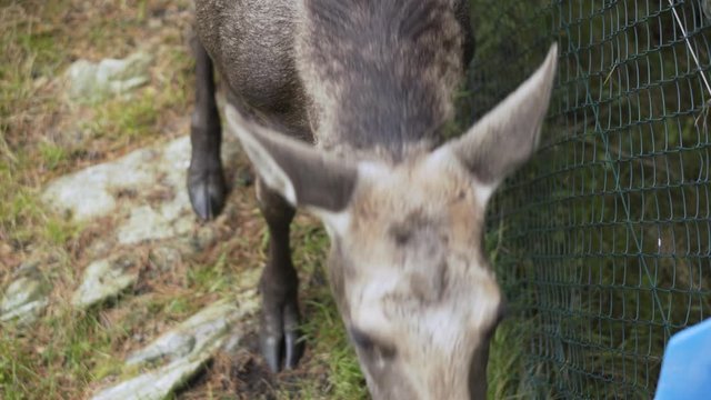 Zoological garden and amusement park of Kristiansand - young elk without horns