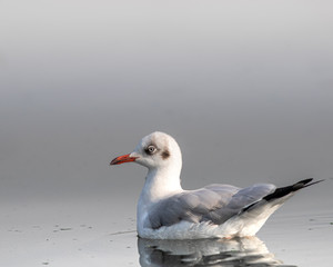 Obraz premium isolated river gull in a calm lake in India