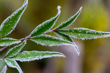 frozen dew skin with autumn leaves, natural and colorful