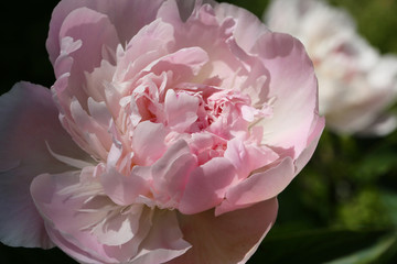 Pivoine