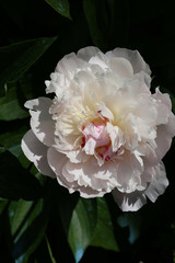 Pivoine