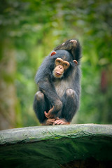 Chimpanzee consists of two extant species: common chimpanzee and bonobo. Bonobos and common chimpanzees are the only species of great apes that are currently restricted in their range to Africa