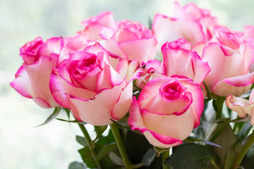 A group of bright pink roses with green leaves with bokeh background. Natural beauty summer floral elegant boquet