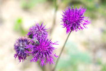 Blooming bright pink flower with honey bee gathering nectar on summertime. Close up view, macro. Greater knapweed also known as "Centaurea scabiosa"