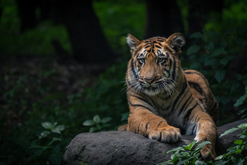Young tiger sitting on a rock posing for the camera with forest in view