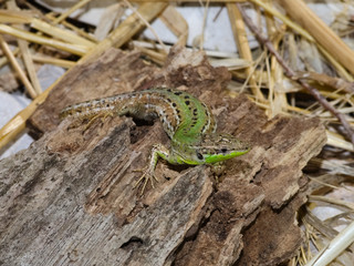 The Italian wall lizard, ruin lizard, or İstanbul lizard (Podarcis siculus) taking morning sunbath