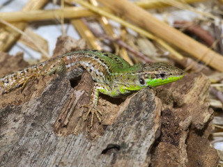 The Italian wall lizard, ruin lizard, or İstanbul lizard (Podarcis siculus) taking morning sunbath