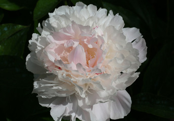 Pivoine