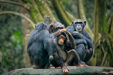 Chimpanzee consists of two extant species: common chimpanzee and bonobo. Bonobos and common chimpanzees are the only species of great apes that are currently restricted in their range to Africa - obrazy, fototapety, plakaty