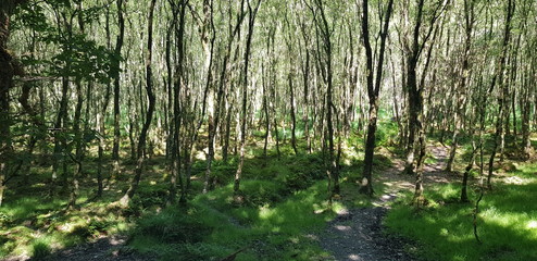 Obraz premium Irish paths