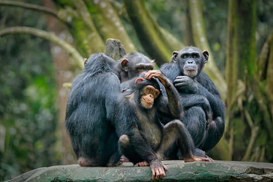 Chimpanzee consists of two extant species: common chimpanzee and bonobo. Bonobos and common chimpanzees are the only species of great apes that are currently restricted in their range to Africa