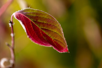 frozen dew skin with autumn leaves, natural and colorful