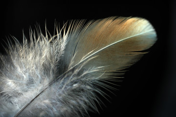 Flaumfedern - downy feathers