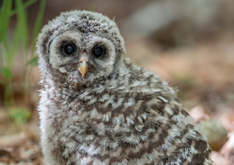 Obraz premium Barred Owlet