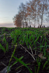 black earth, green grass in soil