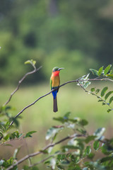 Bee-eater on a branch