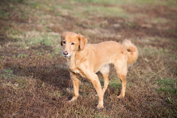 Old senior dog. Happy adopted mixbreed dog