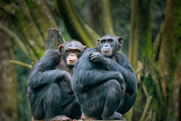 Naklejka premium Chimpanzee consists of two extant species: common chimpanzee and bonobo. Bonobos and common chimpanzees are the only species of great apes that are currently restricted in their range to Africa