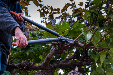 man pruning mulberry tree.
