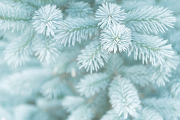 View of the young branches of blue spruce in the colors of the 2020 trend.