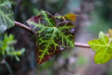 Blatt von Efeu in Herbstfarben braun und grün