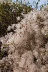 Clematis virginiana (also known as devil's darning needles, devil's hair, love vine, virgin's bower, Virginia virgin's bower, wild hops, and woodbine)growing in Rose Valley, Cappadocia, Turkey