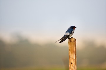 A little bird called Swallow