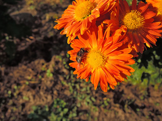 fly on a flowe