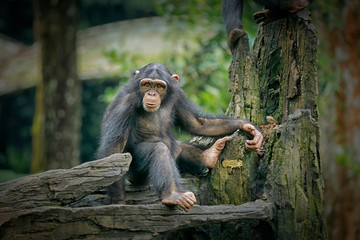 Chimpanzee consists of two extant species: common chimpanzee and bonobo. Bonobos and common chimpanzees are the only species of great apes that are currently restricted in their range to Africa