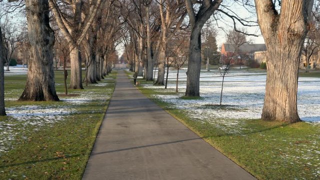 Alley of old American elm trees with distant people walking and playing with a dog - historic Oval at Colorado State University in late fall scenery.