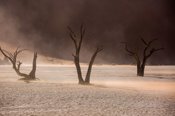 Silhouettes of dry hundred years old trees in the desert among red sand dunes and whirlwind....