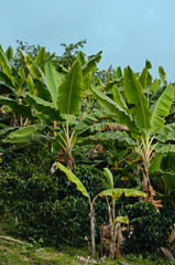 Coffee plantain with banana plants.