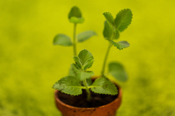 Green Business Plant