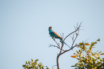 Abyssinian roller on a branch