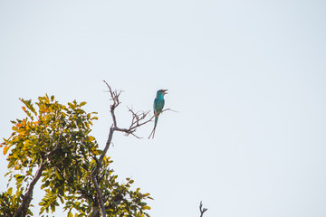 Abyssinian roller on a branch