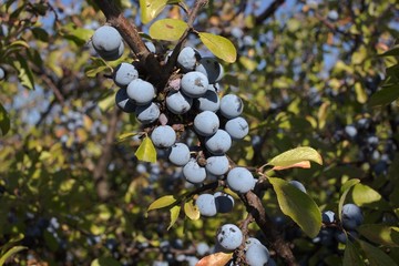 Berries of a blackthorn.