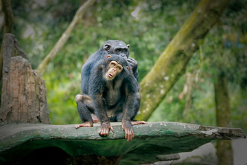 Chimpanzee consists of two extant species: common chimpanzee and bonobo. Bonobos and common chimpanzees are the only species of great apes that are currently restricted in their range to Africa
