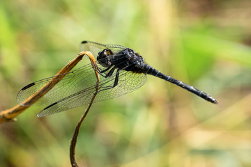 libellule sur la brindille