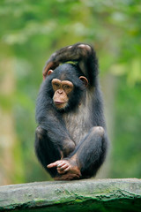 Chimpanzee consists of two extant species: common chimpanzee and bonobo. Bonobos and common chimpanzees are the only species of great apes that are currently restricted in their range to Africa