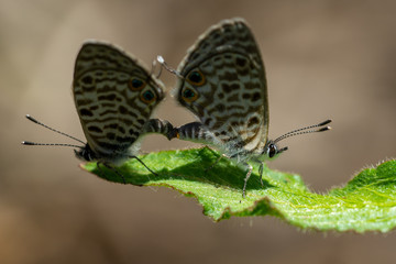 Papillon en accouplement à la saison des amours